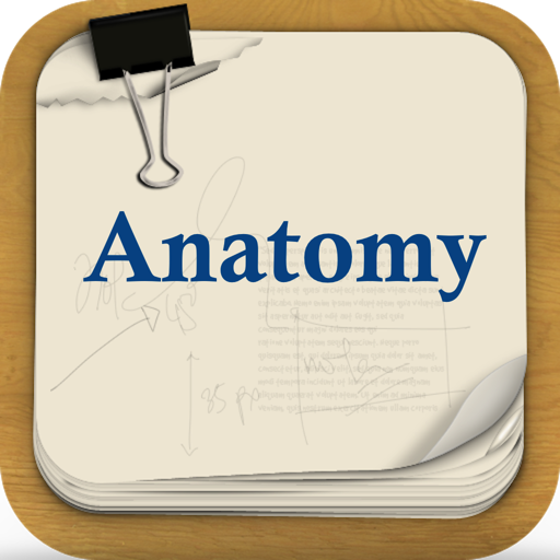 Anatomy Review Flashcards