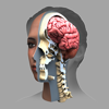 ザイゴット3D人体解剖