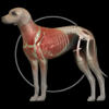 Real Bodywork - イヌの解剖学 - Dog Anatomy 3d アートワーク