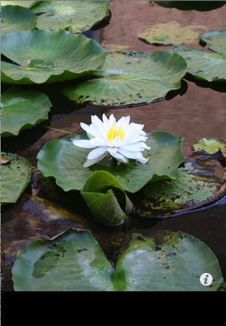 iPhone Screenshot 2