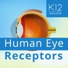 Human Eye Receptors
