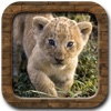 app_icon