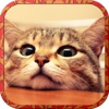 Cat Runaway on Valentine Day - Cute Kitten Games valentine s day games 