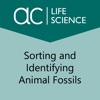 Sorting and Identifying Animal Fossils identifying emotions chart 