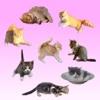 Kitten GO! free kittens in minnesota