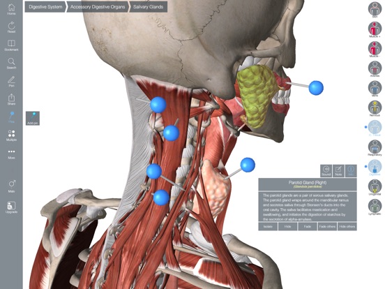 3d canine anatomy software 1.1 free  torrent 1