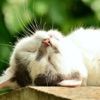 Adesivi adorabile gatto