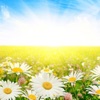 Природа и Пейзажи стола HD+ Only Best WallPapers