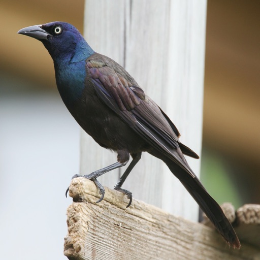 grackle bird calls high quality sound effects by michael grackle bird calls high quality sound effects by michael