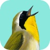 Song Sleuth: Auto Bird Song ID w/David Sibley Info headphones song 