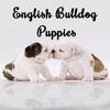 English Bulldog Puppies french bulldog puppies 