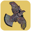 no app image