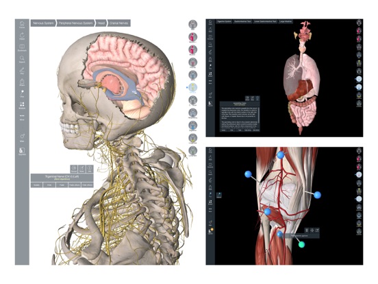 essential anatomy 3 heart quiz