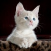 Cat Photo Stickers