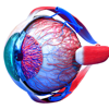 Eye Anatomy 3D