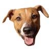 JackRusselMoji