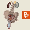 Male Pelvis: 3D Real-time Human Anatomy - Subscription male anatomy 