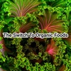 Organic Foods benefits of organic foods 