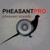 REAL Pheasant Calls - Pheasant Hunting Calls soundtracks accompaniment 