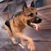 マイ 犬 可愛い ライフ 。 無料 楽しい わんちゃん ゲーム (わんこ シミュレーション)