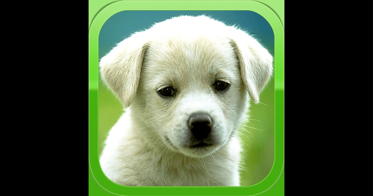 Dog Wallpapers Pictures Cute Dogs On The App Store | puppy wallpapers cute puppy pictures images on the app Dog Wallpapers Pictures Cute Dogs On The App Store | puppy wallpapers cute puppy pictures images on the app