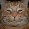 Penny Puss puss