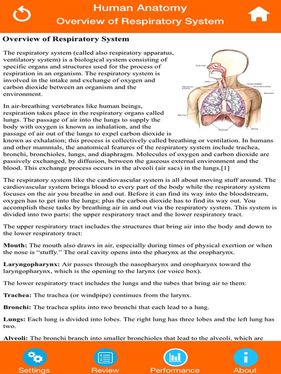 oxygen molecule journey through the respiratory oxygen molecule journey through the respiratory