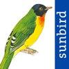 All Birds Venezuela - a complete field guide to identify all the bird species recorded in Venezuela venezuela culture 