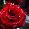 Flower HD Wallpapers - FREE Beautiful Roses Love and Romance Style And Flowers HD Pictures