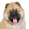 Dog and Puppy! Lovely dog pictures and cute puppy photos for wallpapers and backgrounds