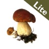 Rogers Mushrooms: Die Pilze Europas und Nordamerikas (Testversion)
