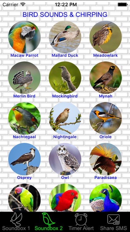 How to Make Birds Stop Chirping: Effective Quieting Techniques