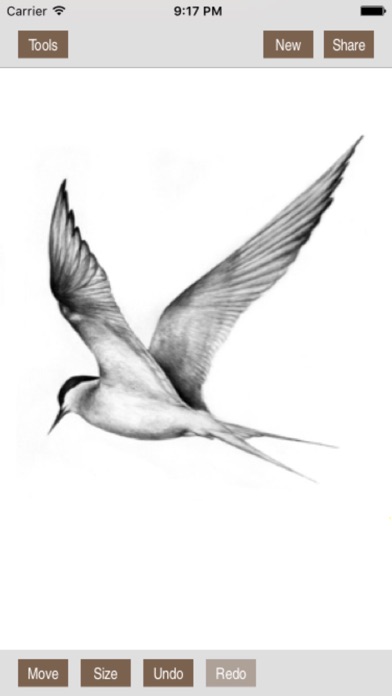 ss1