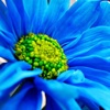 Beautiful Blue Flower Wallpapers HD: Quotes Backgrounds with Art Pictures flower pictures 