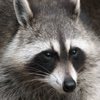Raccoon Sounds - From the Trash Can to The Palm of Your Hand raccoon sounds 
