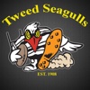 Tweed Heads Seagulls Rugby League Senior and Junior Football Clubs football heads 