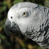 Parrot Care senegal parrots 