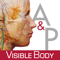 Anatomy & Physiology: An Introduction to Body Structures and Functions