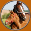 horses pictures to win for kids - no ads free personal ads pictures 