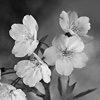 Grayscale Photos Lite - Beautiful Selective Gray Pictures to Recolor your Screen