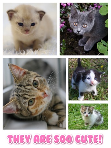 Screenshots of Cat Kitten Kitty Pet Baby Animal JIgsaw Puzzle Games for Girls who love educational memory learning puzzles for kids and toddlers for iPad
