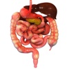 Human Digestive System 3D