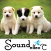 Amazing Big Animal Sounds