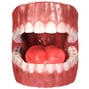 Teeth Anatomy 3D