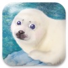 101 Seal Pets pets 101 animal planet 