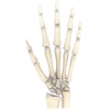 Human Hand 3D