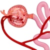 Nephron Blood Vessels 3D