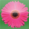Schouten Blumen & Pflanzen