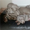 Hundeschule an der Lieth
