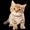 Finding Cat
